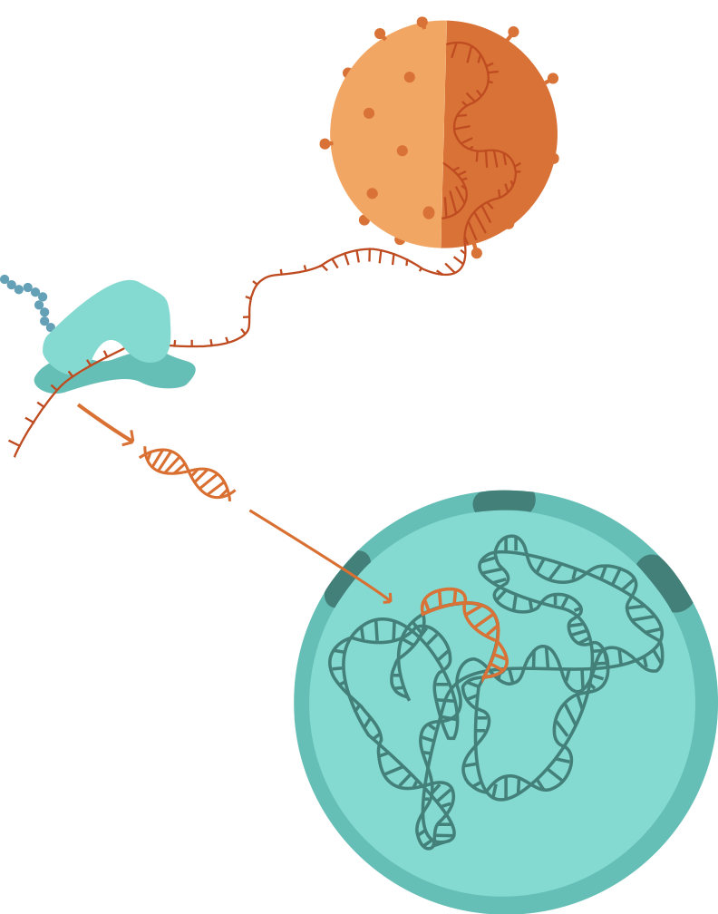 Cómo se incorpora el Virus de la Inmunodeficiencia Humana a la célula mediante retrotranscripción