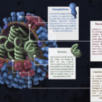 Anatomía y partes del virus Influenza, mostrando la hemaglutinina, neuroaminidasa, el genoma y la cápsida