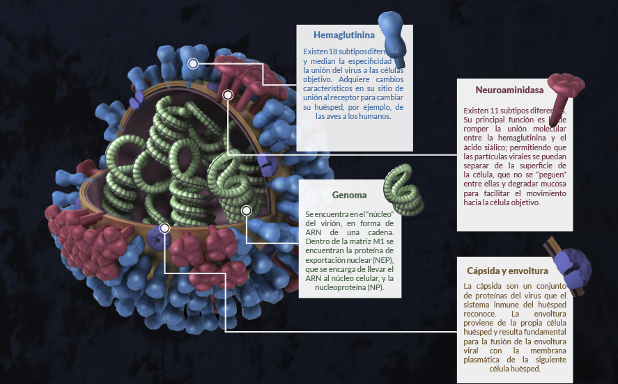 Anatomía y partes del virus Influenza, mostrando la hemaglutinina, neuroaminidasa, el genoma y la cápsida