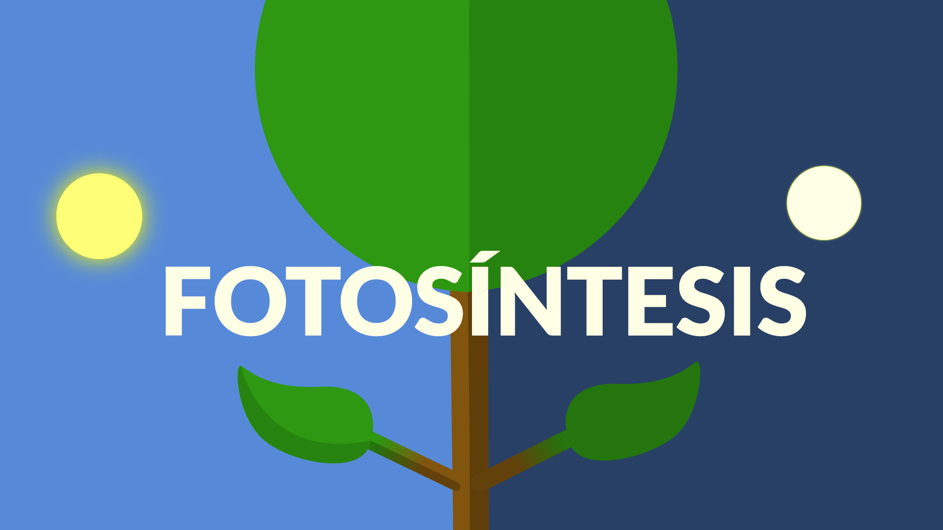 La fotosíntesis: Fase luminosa y oscura - Hidden Nature
