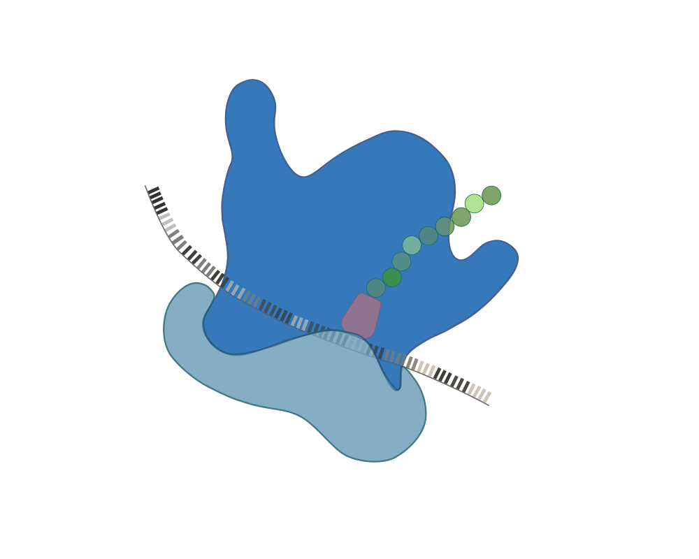 Los ribosomas, orgánulos fundamentales para la síntesis de proteínas en los seres vivos, están formados por dos subunidades de diferente tamaño.