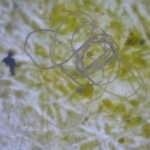 Microplásticos: Fibras microplásticas en ecosistema marino.