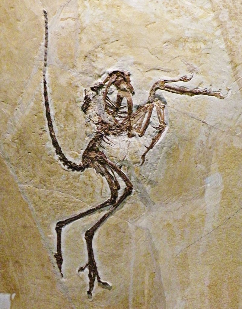 Fósil de Archaeopteryx lithographica