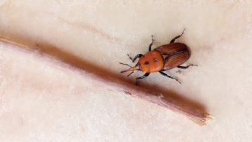 El picudo rojo (Rhynchophorus ferrugineus) es un coleóptero perteneciente a la familia de los curculiónidos (vulgarmente conocidos también como gorgojos) originario de la zona de Asia central.