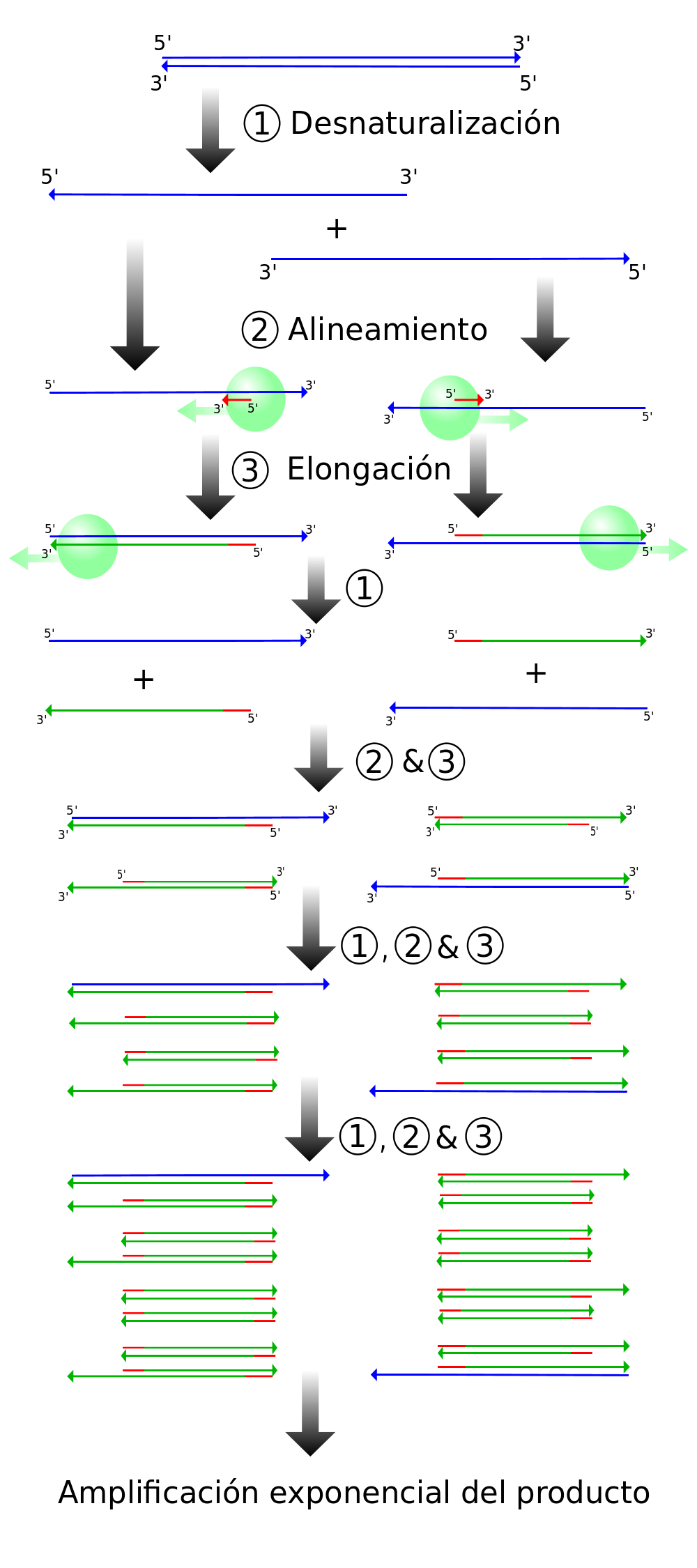 El proceso de PCR consiste en una serie de cambios repetidos de temperatura llamados ciclos; cada ciclo suele consistir en 3 pasos a diferentes temperaturas.