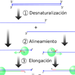 El proceso de PCR consiste en una serie de cambios repetidos de temperatura llamados ciclos; cada ciclo suele consistir en 3 pasos a diferentes temperaturas.