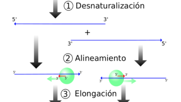 El proceso de PCR consiste en una serie de cambios repetidos de temperatura llamados ciclos; cada ciclo suele consistir en 3 pasos a diferentes temperaturas.