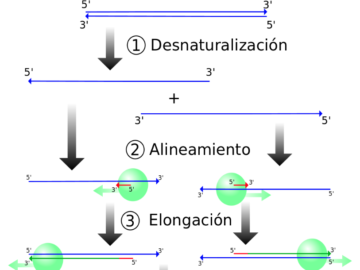 El proceso de PCR consiste en una serie de cambios repetidos de temperatura llamados ciclos; cada ciclo suele consistir en 3 pasos a diferentes temperaturas.