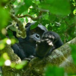 Los chimpancés tienen una duración de penetración corta pero niveles de competitividad muy altos durante el apareamiento.