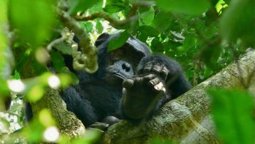 Los chimpancés tienen una duración de penetración corta pero niveles de competitividad muy altos durante el apareamiento.