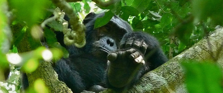 Los chimpancés tienen una duración de penetración corta pero niveles de competitividad muy altos durante el apareamiento.