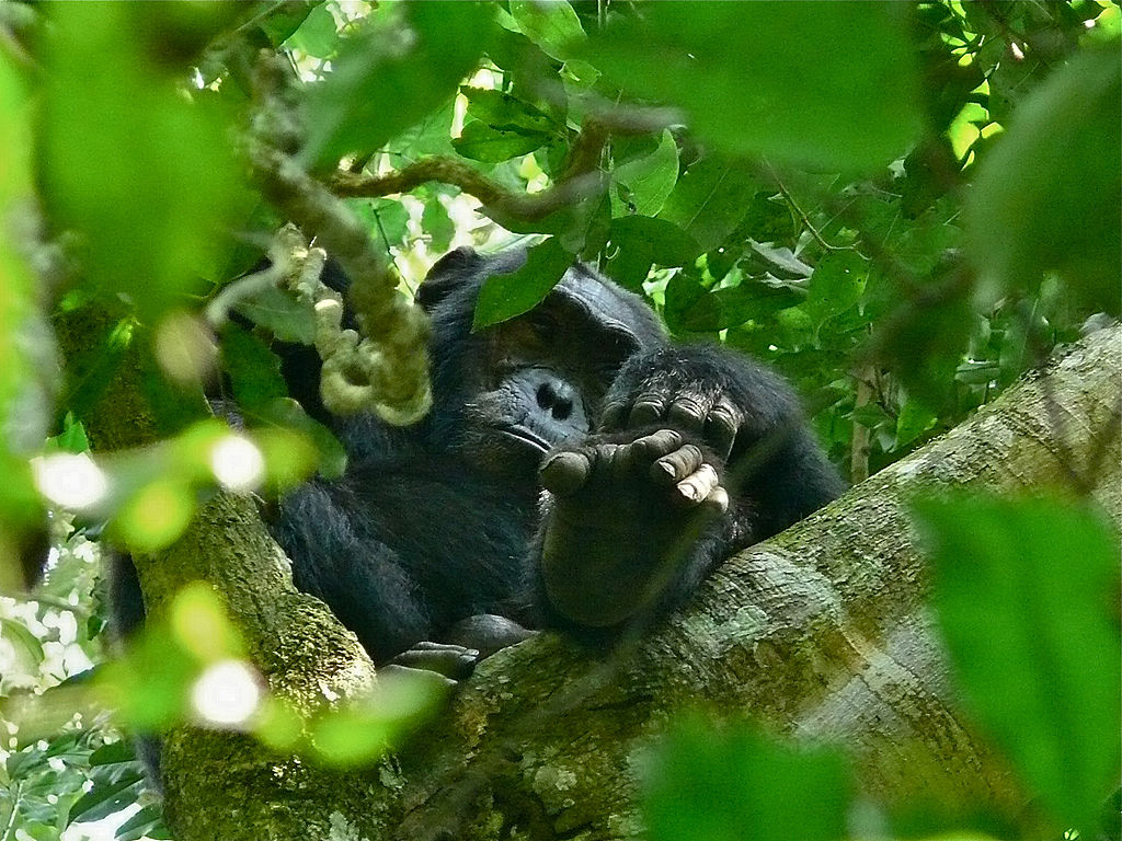 Los chimpancés tienen una duración de penetración corta pero niveles de competitividad muy altos durante el apareamiento.