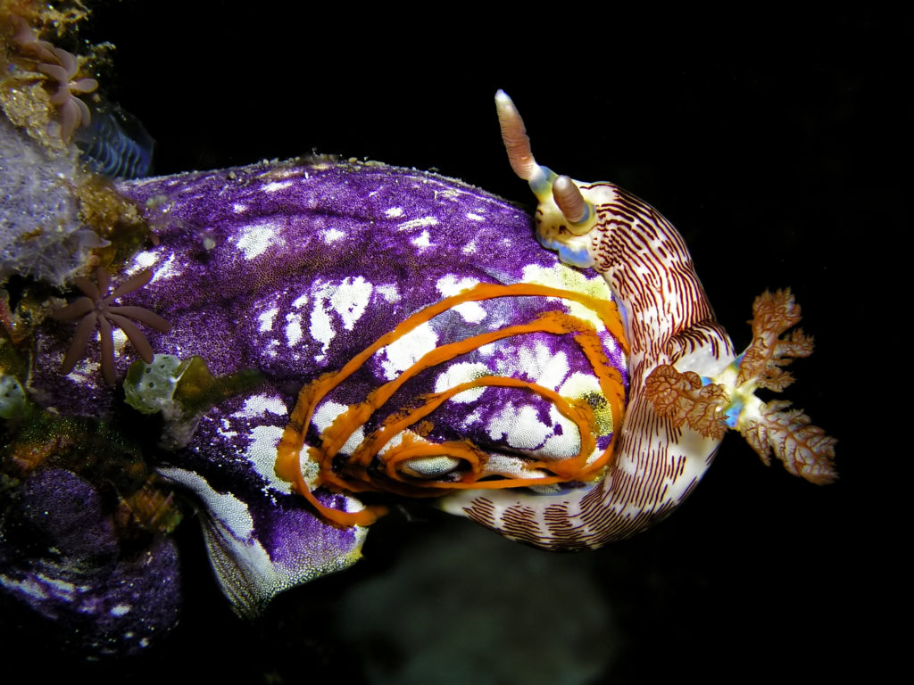 Los nudibranquios son conocidos por su belleza y su llamativo colorido. Un buen exponente es la especie mostrada en esta imagen, Polycarpa aurata, captada en Timor Oriental, Oceanía. Foto por Nick Hobgood (Wikipedia)