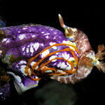 Los nudibranquios son conocidos por su belleza y su llamativo colorido. Un buen exponente es la especie mostrada en esta imagen, Polycarpa aurata, captada en Timor Oriental, Oceanía. Foto por Nick Hobgood (Wikipedia)