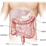 Parte final del aparato digestivo donde se indican las diferentes partes de las que está formado.
