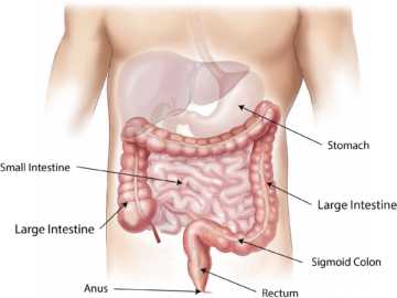 Parte final del aparato digestivo donde se indican las diferentes partes de las que está formado.