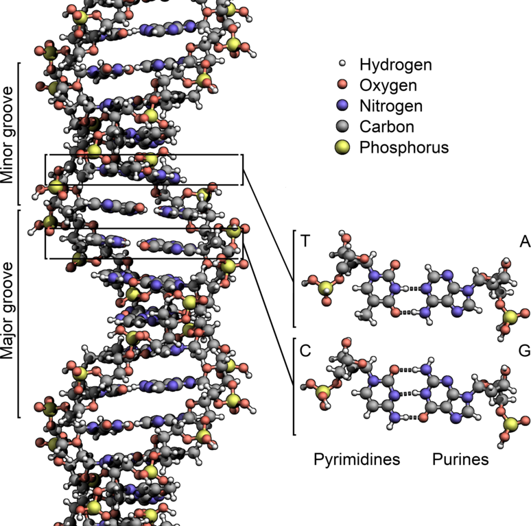 Estructura molecular del ADN. Las bases nitrogenadas se encuentran enfrentadas A-T y C-G y unidas por enlaces débiles de naturaleza puente de hidrógeno. En su forma natural, el ADN forma una doble hélice muy estable, lo que permite obtener fragmentos de ADN incluso de organismos que murieron hace miles de años.