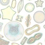 Muestra de distintas especies de Diatomeas con formas y patrones de la frústula diferentes.