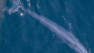 La ballena azul es el animal más largo de nuestro planeta, y pertenece al suborden de cetáceos denominado Mysticeti (del griego bigote+ballena). By NOAA Fisheries (TBjornstad 11:20, 18 April 2007 (UTC)) - Protected Resouces Division, Southwest Fisheries Science Center, La Jolla, California, Public Domain
