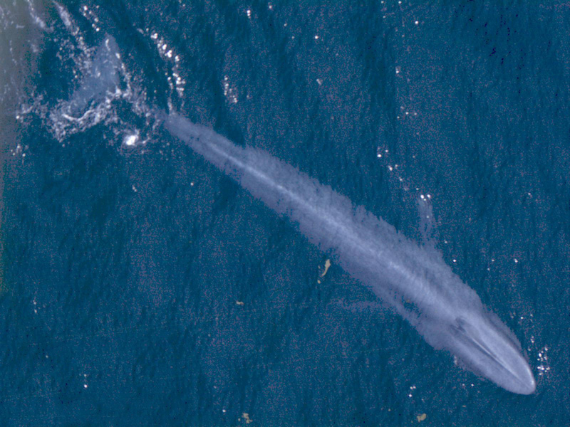 La ballena azul es el animal más largo de nuestro planeta, y pertenece al suborden de cetáceos denominado Mysticeti (del griego bigote+ballena). By NOAA Fisheries (TBjornstad 11:20, 18 April 2007 (UTC)) - Protected Resouces Division, Southwest Fisheries Science Center, La Jolla, California, Public Domain
