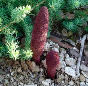 Cynomorium coccineum y su planta hospedadora. Esta especie es típica de Andalucía, Túnez, Sicilia y Oriente Medio.