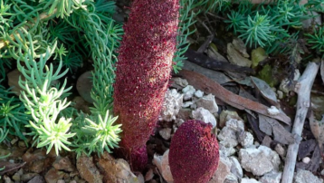 Cynomorium coccineum y su planta hospedadora. Esta especie es típica de Andalucía, Túnez, Sicilia y Oriente Medio.