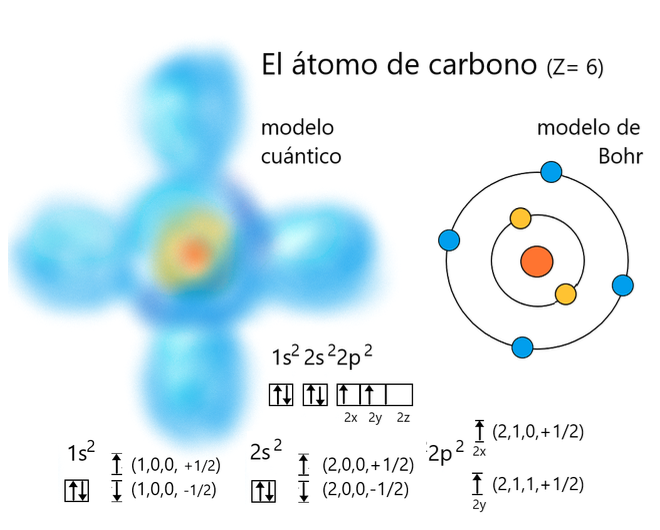 Representación del átomo de carbono de acuerdo al modelo de Bohr y al modelo mecanocuántico, indicando en este último la disposición de los electrones (indicados por flechitas) en los distintos orbitales. Cada electrón tiene una serie de números cuánticos que identifican el lugar donde se le puede encontrar según el nivel, orbital, subnivel y “espín”. Nótese que en cada orbital sólo caben dos electrones con espines opuestos.
