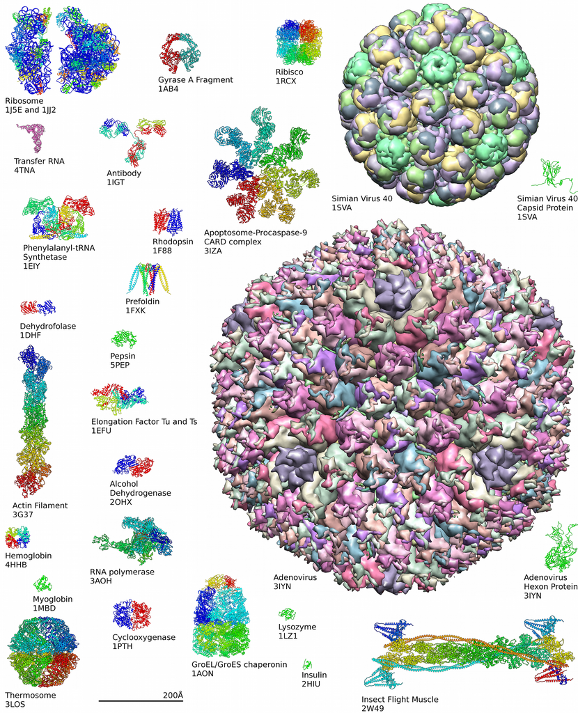 Estructura de la enzima 21-hidroxilasa, que participa en la síntesis de hormonas esteroideas con múltiples funciones biológicas. Se puede apreciar la conformación de 3 unidades proteicas unidas por la partícula central.