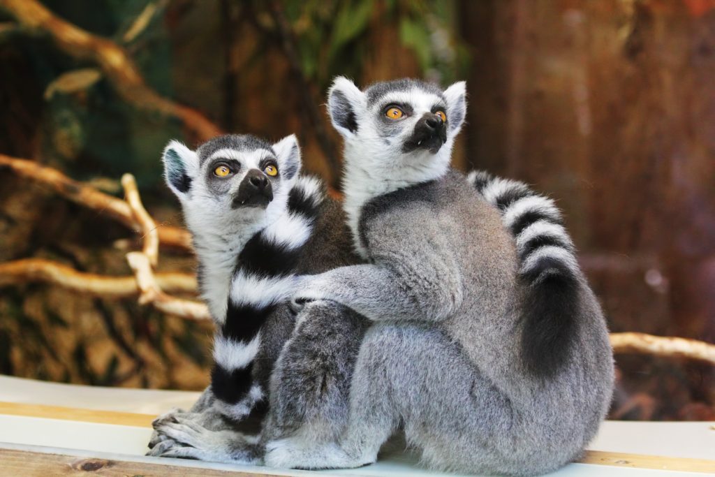 Lémur de cola anillada (Lemur catta). Primate estrepsirrino. Se puede observar la presencia de rinario.