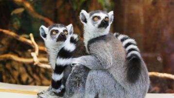 Lémur de cola anillada (Lemur catta). Primate estrepsirrino. Se puede observar la presencia de rinario.