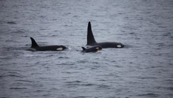 La orca (Orcinus orca) es el cetáceo odontoceto con mayor distribución geográfica.