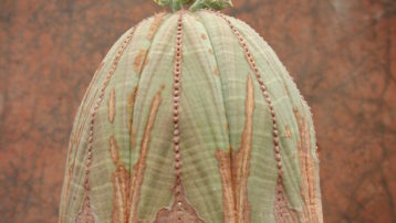 ¿Cactus? En realidad, se trata de la planta crasa Euphorbia obesa, cuyo tallo se hace acrescente para desempeñar la labor de almacenamiento hídrico.