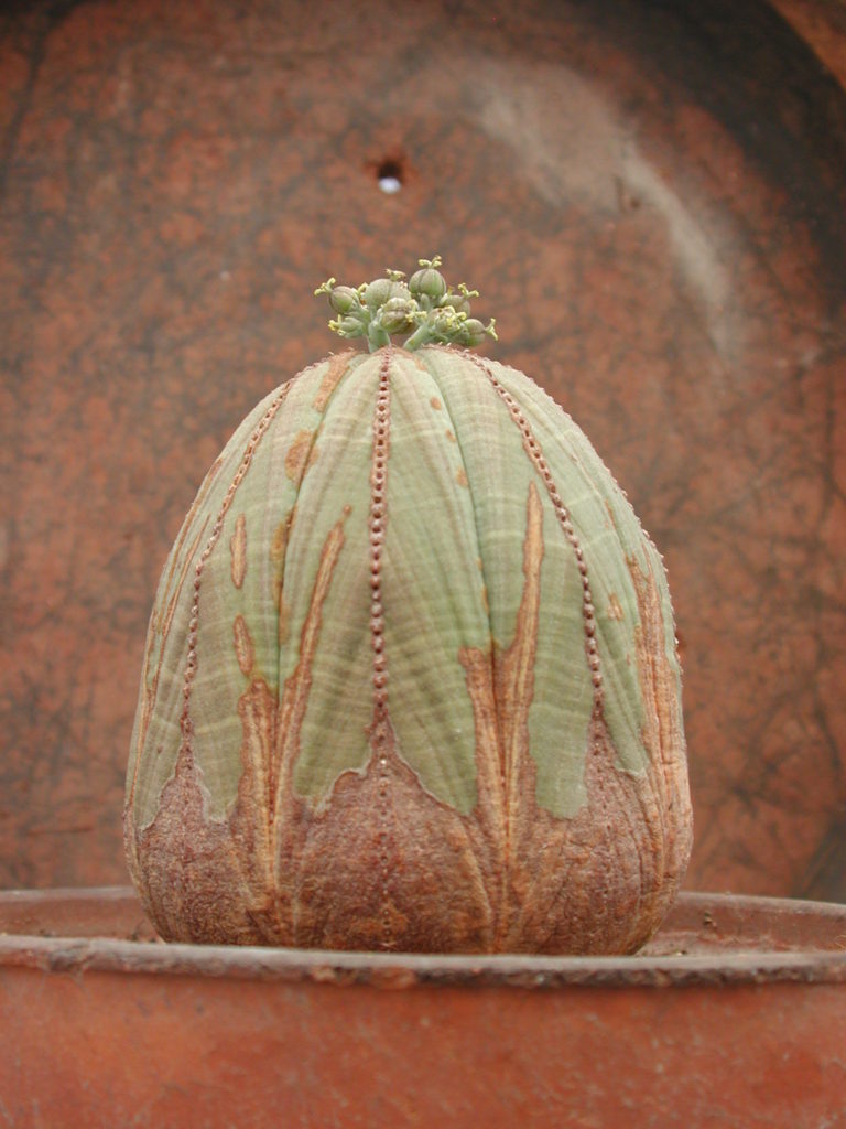 ¿Cactus? En realidad, se trata de la planta crasa Euphorbia obesa, cuyo tallo se hace acrescente para desempeñar la labor de almacenamiento hídrico.