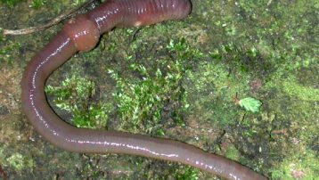 Las lombrices constituyen la principal zoomasa del suelo, por lo que son un bioindicador excelente para analizar posibles contaminantes edáficos, como los metales pesados. Foto por Michael Linnenbach