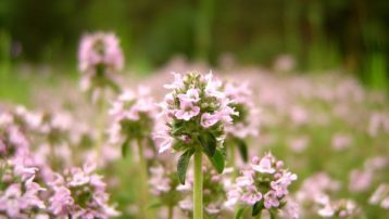 Tomillo (Thymus vulgaris), una planta aromática típica del Mediterráneo