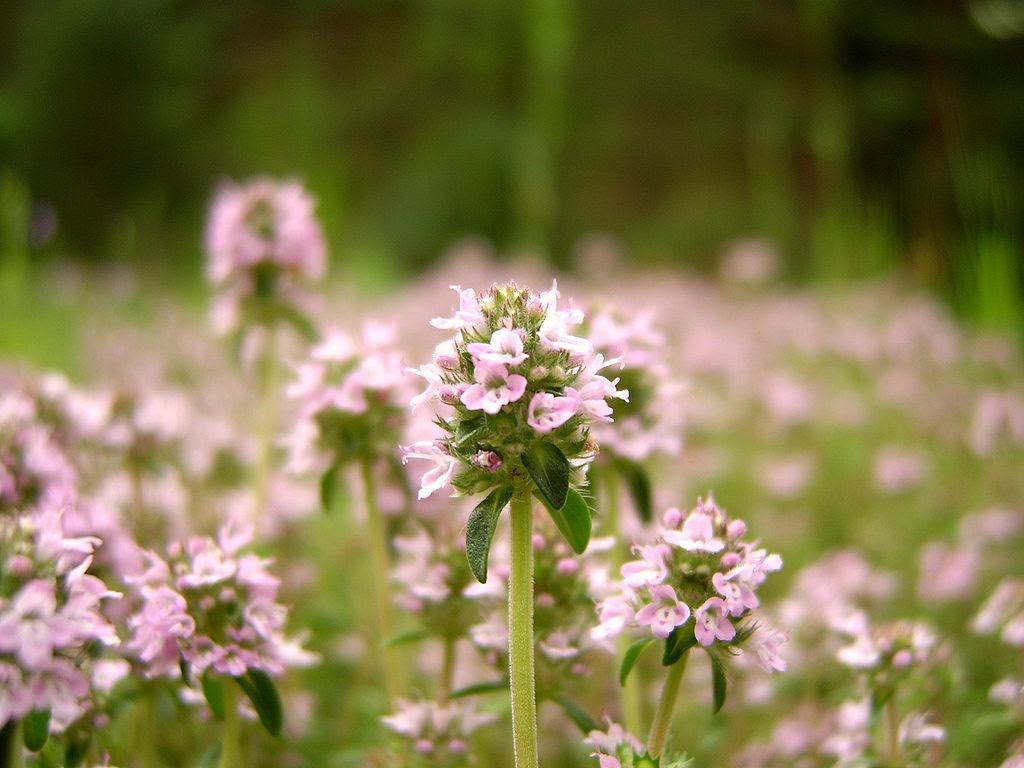 Tomillo (Thymus vulgaris), una planta aromática típica del Mediterráneo