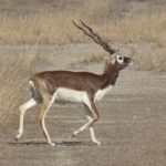 El antílope indio (Antilope cervicapra) es un artiodáctilo ungulado con el extremo distal de sus falanges transformado en pezuña.