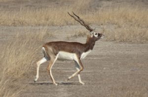 El antílope indio (Antilope cervicapra) es un artiodáctilo ungulado con el extremo distal de sus falanges transformado en pezuña.