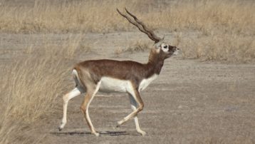 El antílope indio (Antilope cervicapra) es un artiodáctilo ungulado con el extremo distal de sus falanges transformado en pezuña.