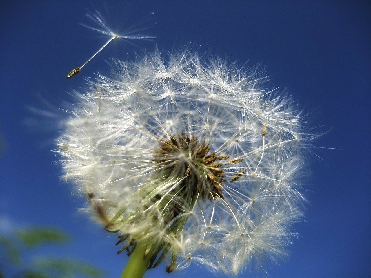 El diente de león (Taraxacum officinale) es una especie anemófila.