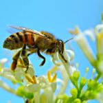 La abeja (Apis mellifera) es una de los agentes polinizadores más amenazado en la actualidad.