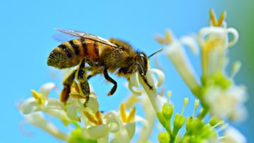 La abeja (Apis mellifera) es una de los agentes polinizadores más amenazado en la actualidad.