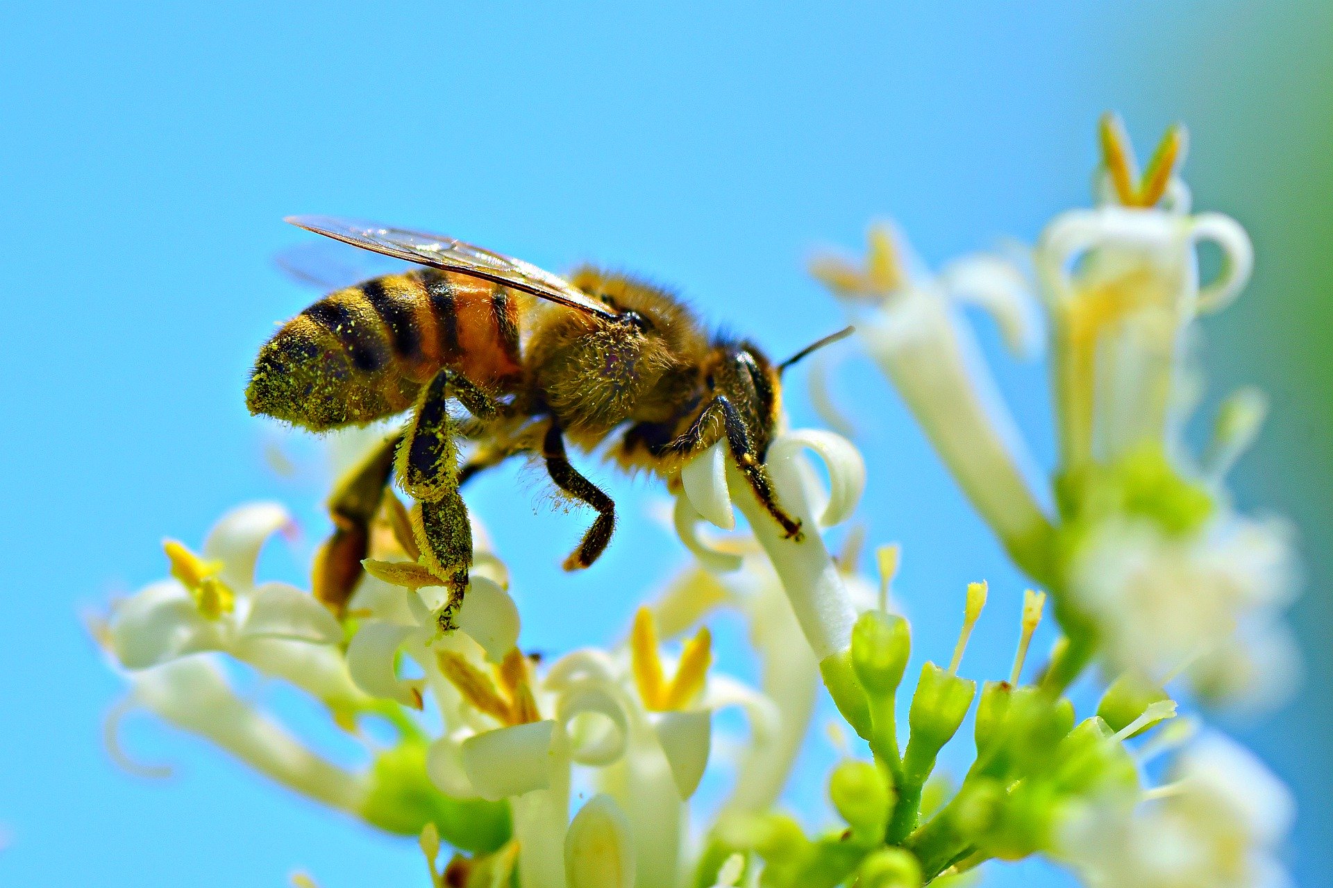 La abeja (Apis mellifera) es una de los agentes polinizadores más amenazado en la actualidad.