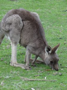 El canguro (Macropus fuliginosus) apoya completamente la pata en el suelo para desplazarse, es plantígrado.