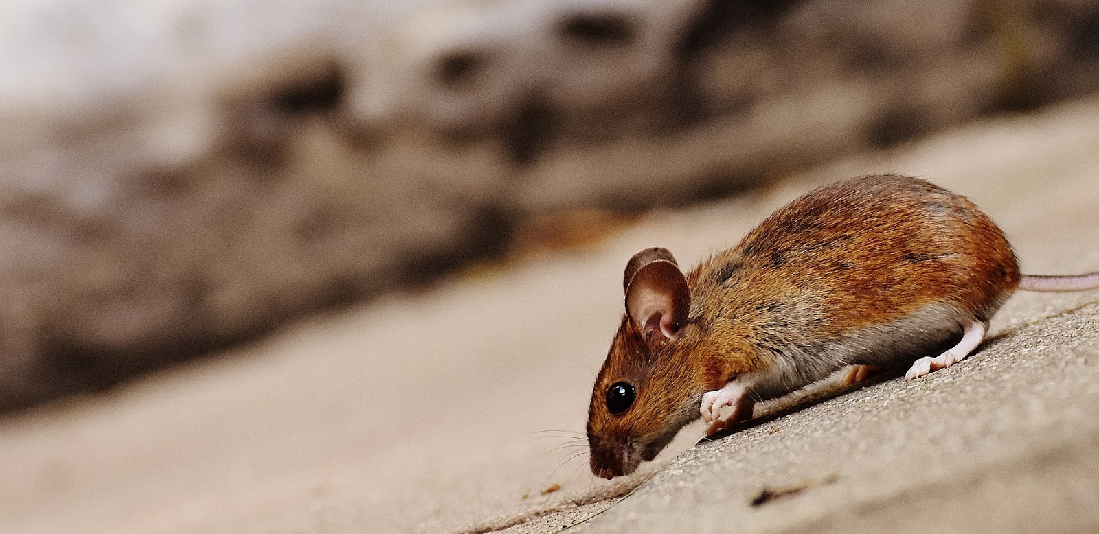 El crecimiento de las ciudades y la destrucción de hábitats está forzando a muchos animales a vivir en contacto con humanos, esto aumenta el riesgo de transmisión de enfermedades por zoonosis.