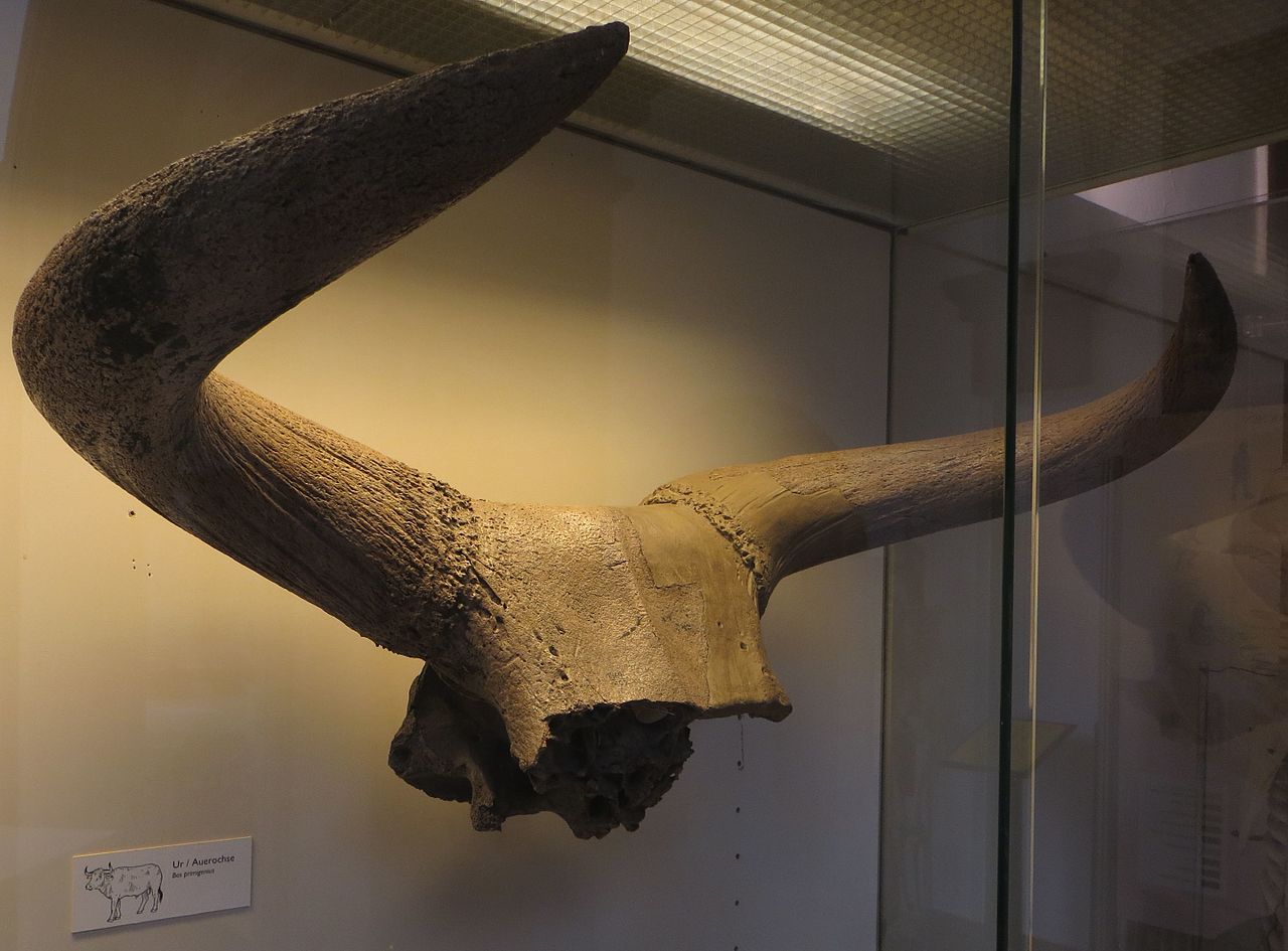 El uro contaba con una potente cornamenta que podía alcanzar los 100 cm de longitud.