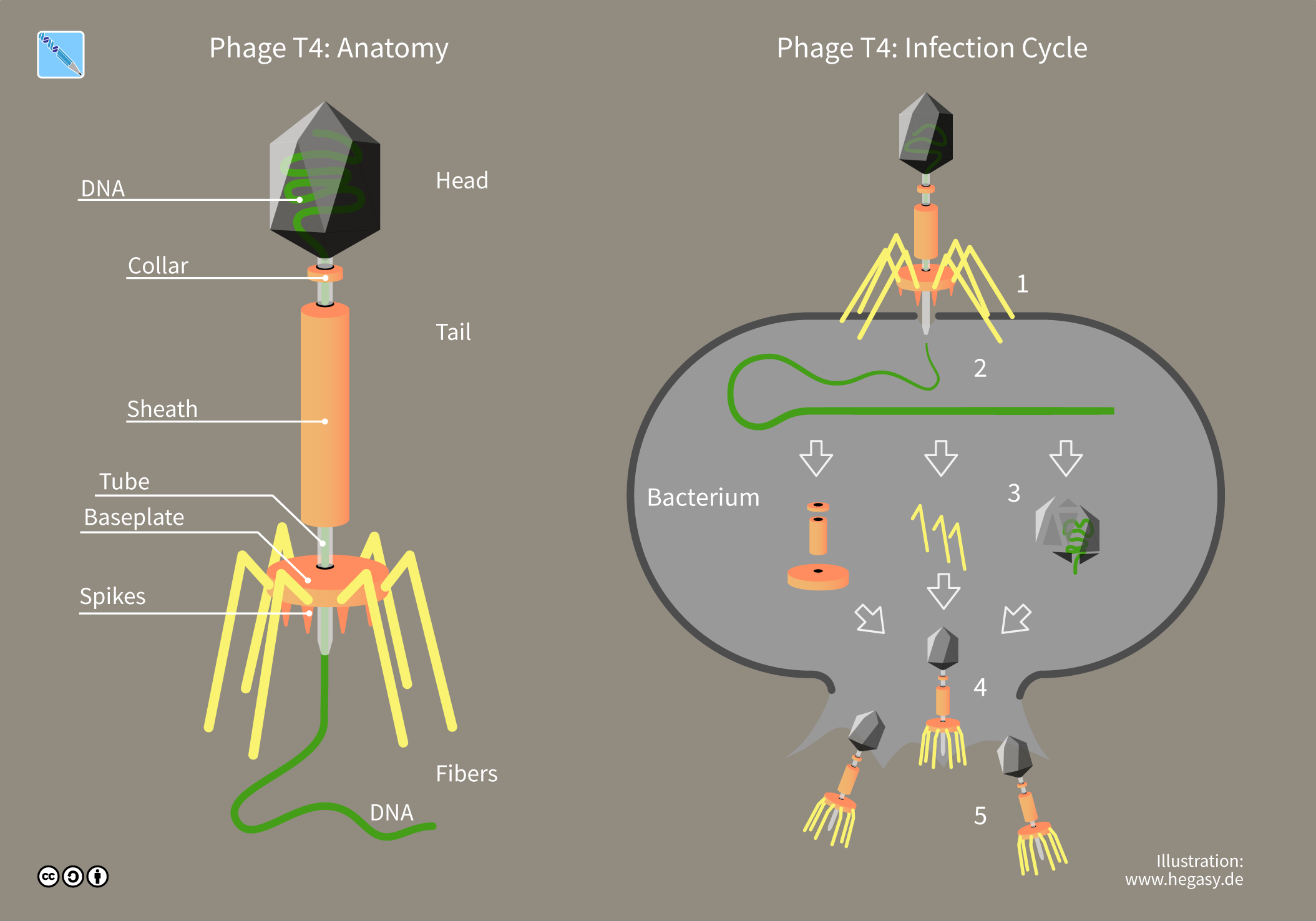Estructura básica de un bacteriófago. En la imagen también se puede apreciar el ciclo de un bacteriófago infectando a una bacteria y produciendo miles de copias que lisarán la célula para dispersarse.