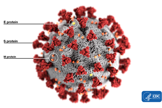 El virus SARS-CoV-2 mostrando las proteínas de membrana SEM. Al mismo tiempo, la porción gris de la imagen también está formada por proteínas que recubren al material genético del virus, en el interior.