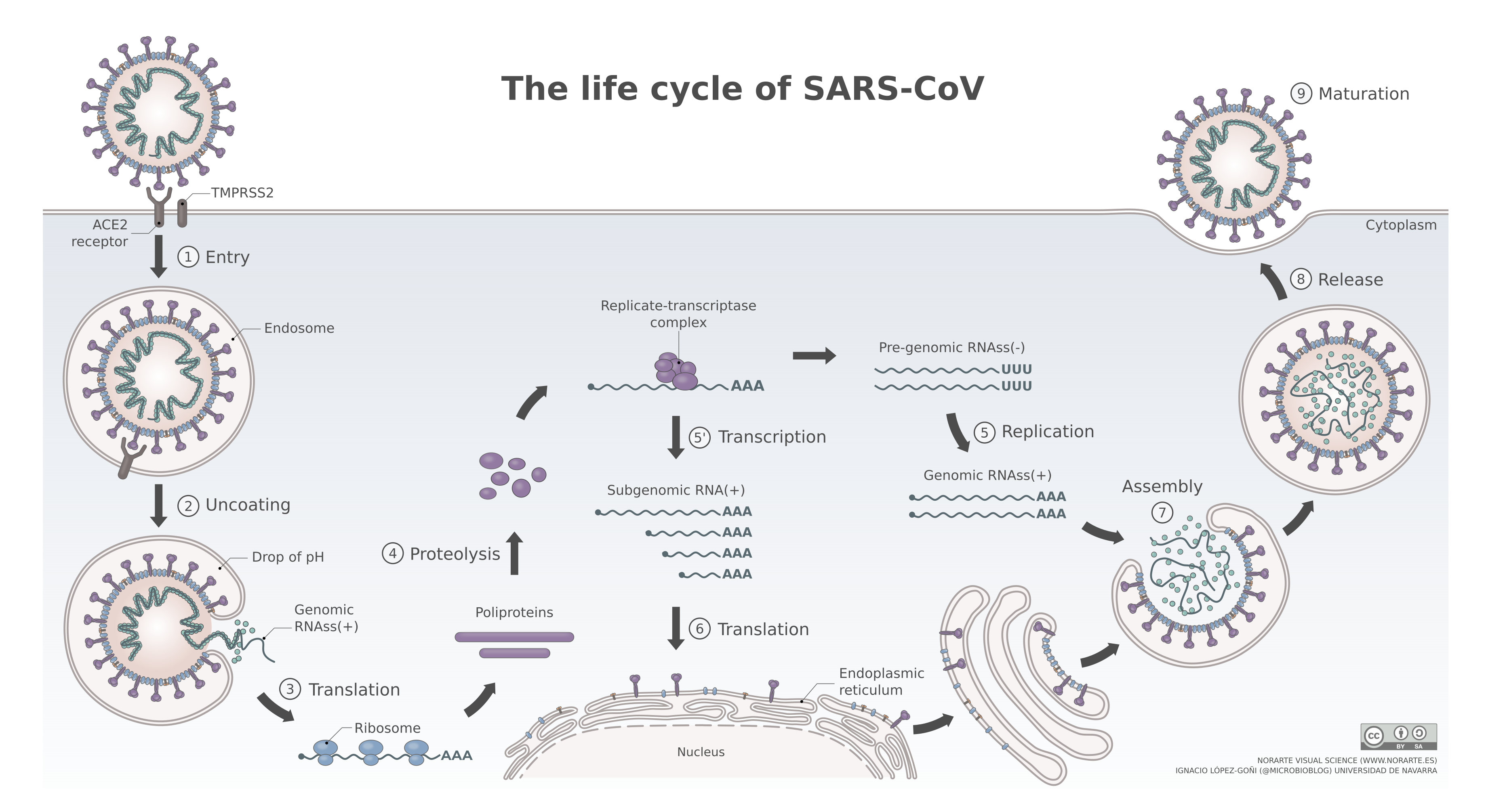 El ciclo del virus SARS-CoV-2 es un buen ejemplo del clásico ciclo viral de virus que no insertan su material genético en el genoma celular. Como se puede apreciar, el virus se sirve de la maquinaria celular para la síntesis de sus proteínas y para replicar su material genético