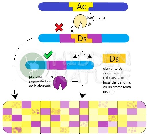 En este esquema pretendemos mostrarte cómo el elemento Ac, que codifica la transposasa, puede movilizar al gen saltatín Ds cuando está presente. En tal caso, el gen Ds se desprende del gen pigmentador al que interrumpe, dando pie a que las células presenten pigmento y el grano de maíz esté coloreado. En caso contrario, no se produce ese pigmento y resultará un grano amarillo, de capa de aleurona transparente. Algunos tienen manchas pigmentadas porque Ds se desprende del gen durante el desarrollo del grano en algunas células, dando lugar a poblaciones celulares con el gen pigmentador activado, mientras que otras lo mantienen interrumpido